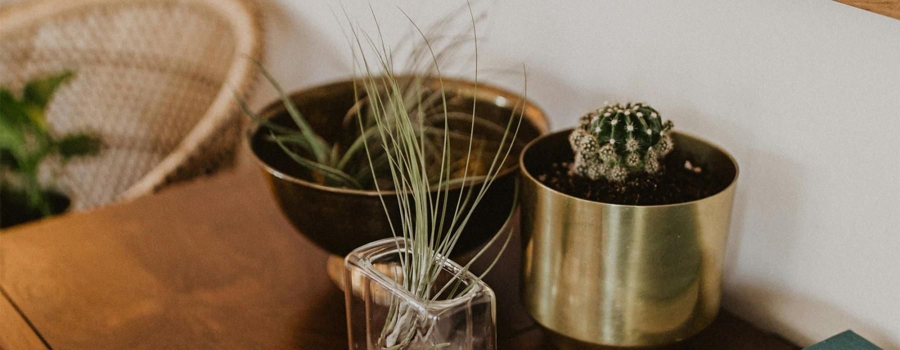 a plant in a pot on a dresser near a book